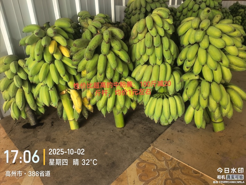 性价比超高的中粉蕉：100斤减20斤杆，均价1元左右