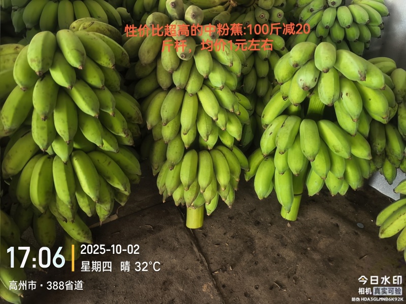性价比超高的中粉蕉：100斤减20斤杆，均价1元左右