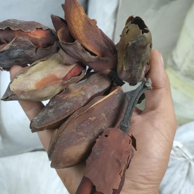 厚朴花中药材干花***中药材合作共赢诚信经营