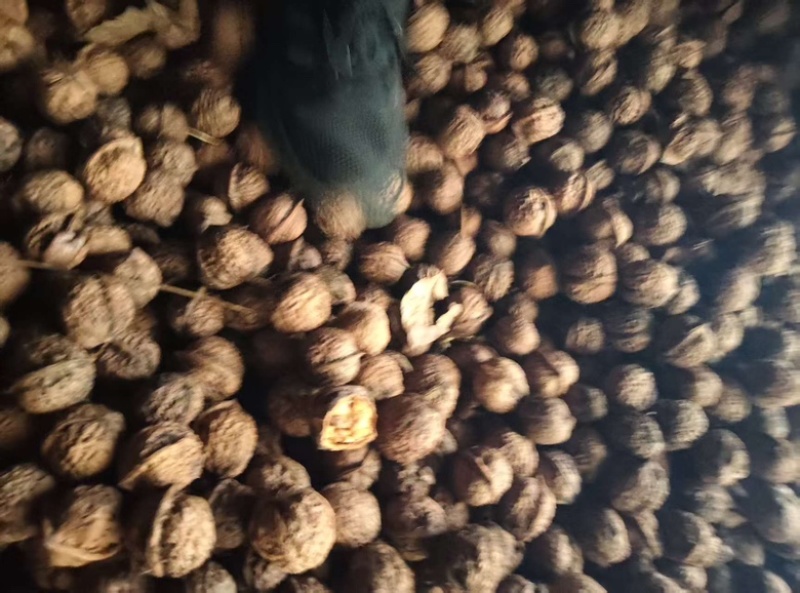 大理核桃