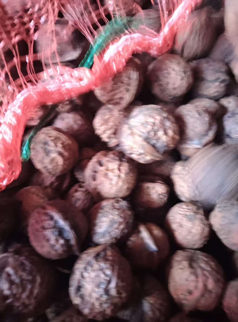 大理核桃