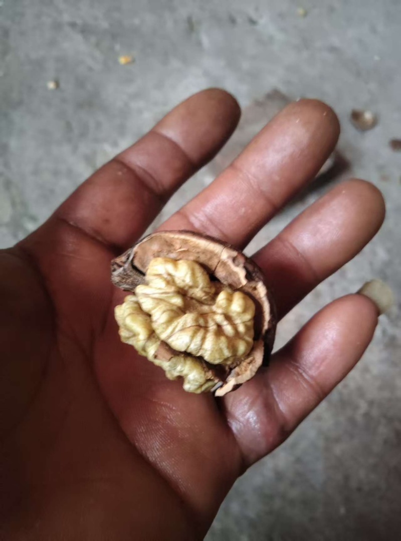 大理核桃