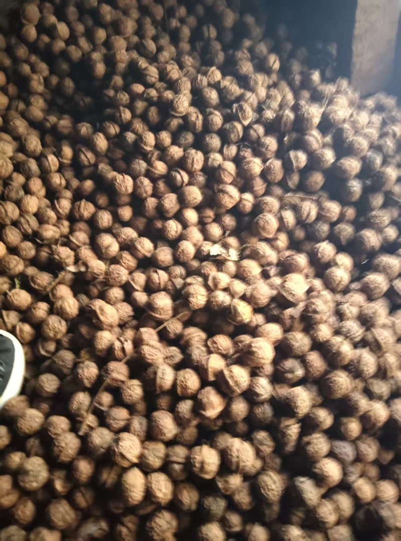 大理核桃