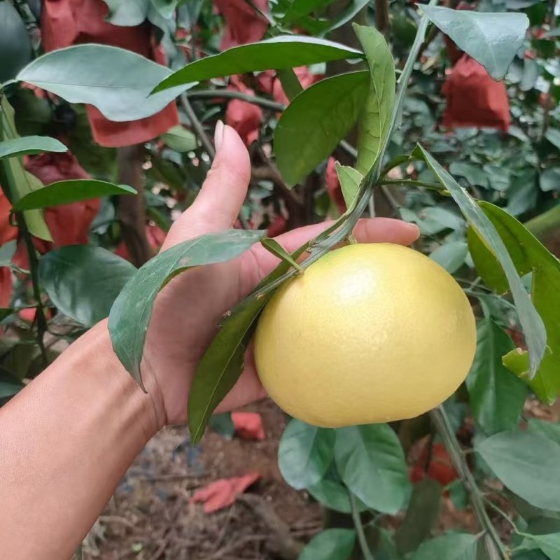 葡萄柚
