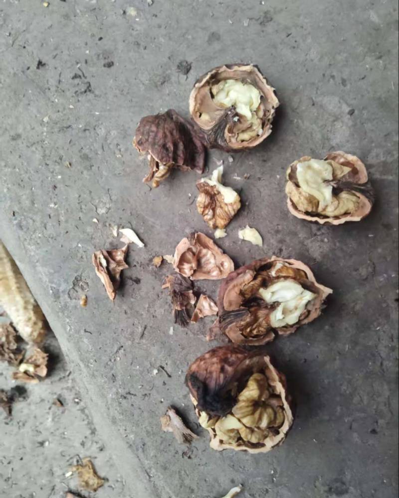 大理核桃