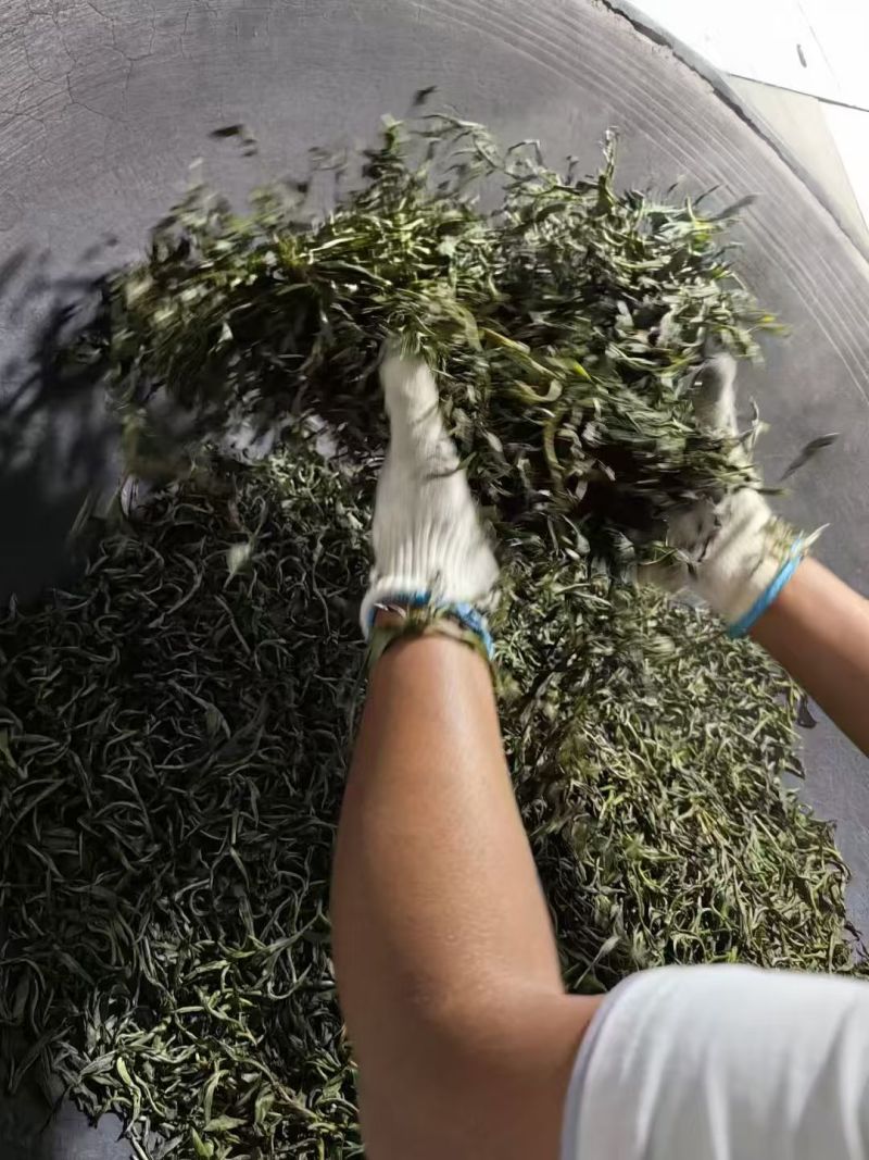 古树茶