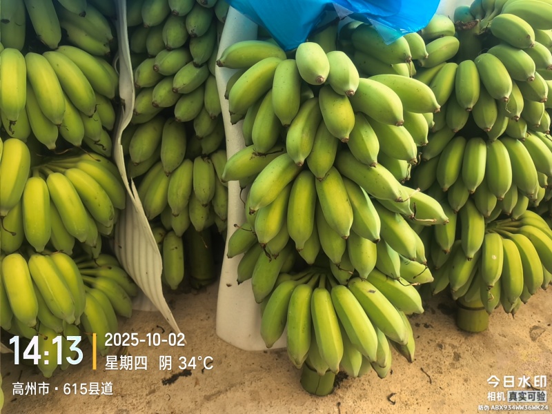 精品粉蕉！高州粉蕉，香蕉产地直供，专业代收购，代发货！