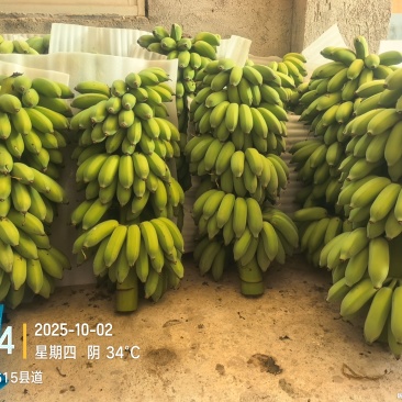 精品粉蕉！高州粉蕉，香蕉产地直供，专业代收购，代发货！