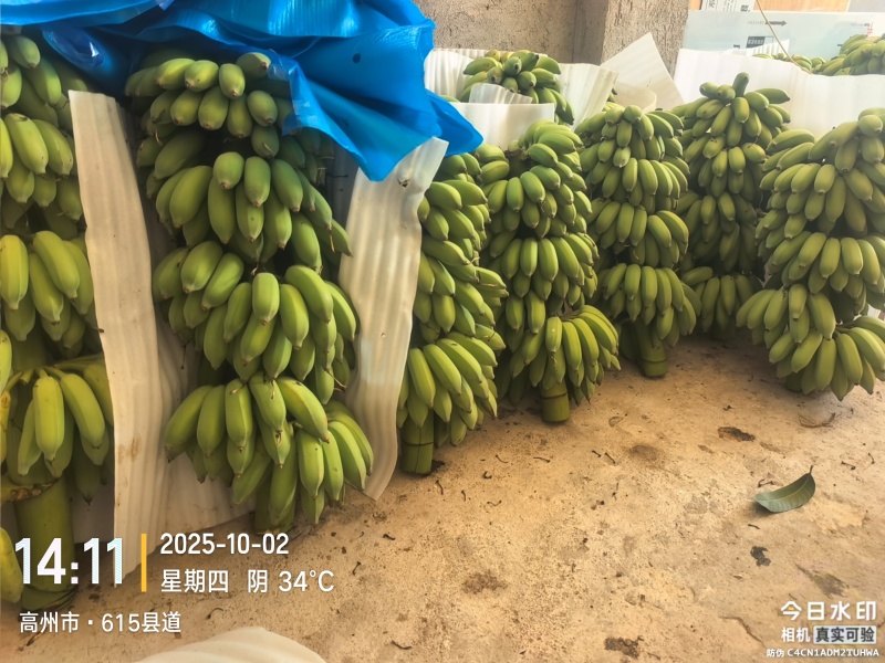 精品粉蕉！高州粉蕉，香蕉产地直供，专业代收购，代发货！