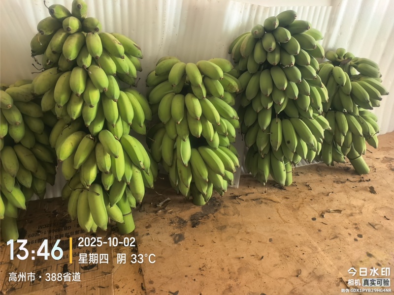 精品粉蕉！高州粉蕉，香蕉产地直供，专业代收购，代发货！