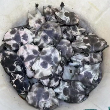 甲鱼苗，中华甲鱼苗成品甲鱼大量供货，冷藏车送到塘口