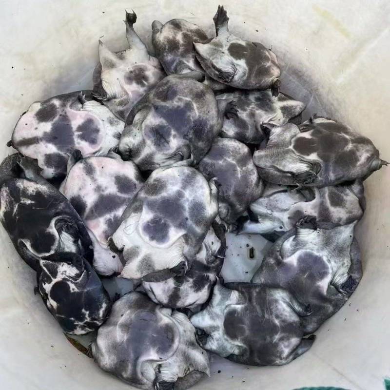 甲鱼苗，中华甲鱼苗成品甲鱼大量供货，冷藏车送到塘口