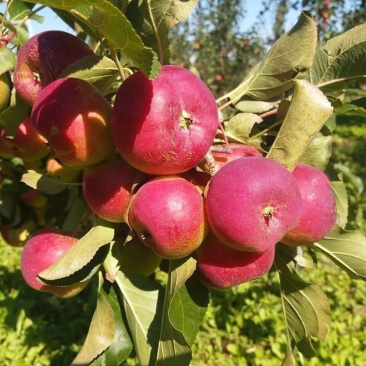 龙丰果