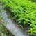 忧遁草黎王草苗盆栽客厅阳台趣味绿植药食同源绿植