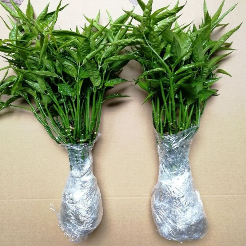 忧遁草黎王草苗盆栽客厅阳台趣味绿植药食同源绿植