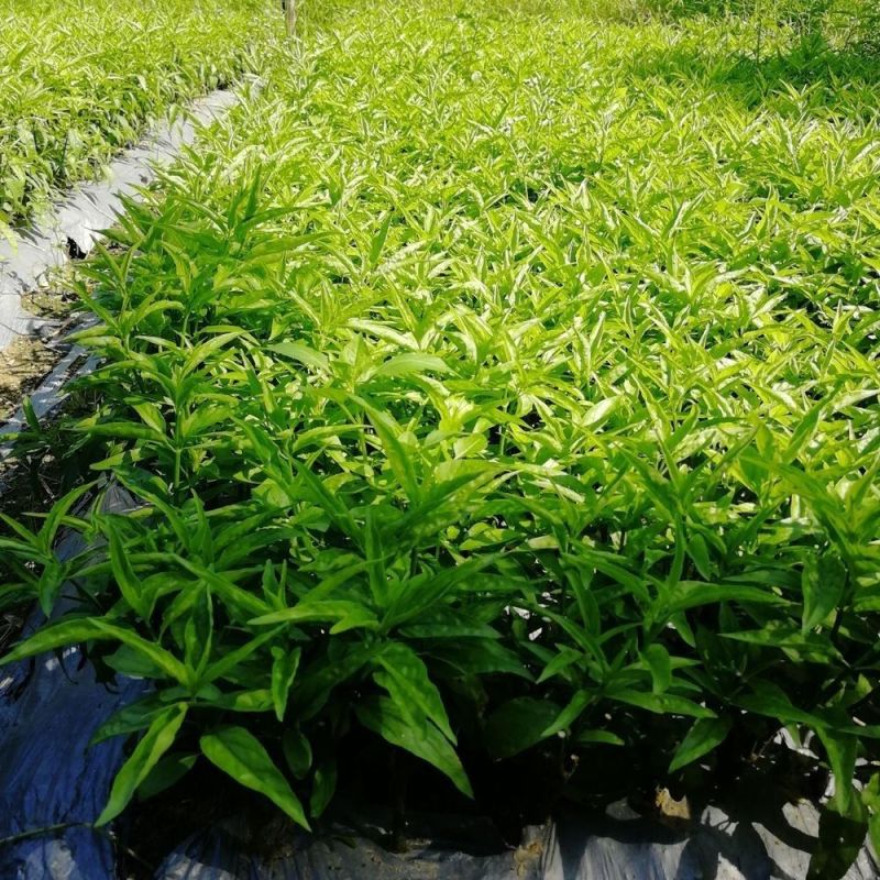 忧遁草黎王草苗盆栽客厅阳台趣味绿植药食同源绿植