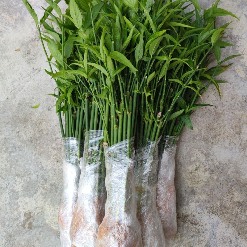忧遁草黎王草苗盆栽客厅阳台趣味绿植药食同源绿植