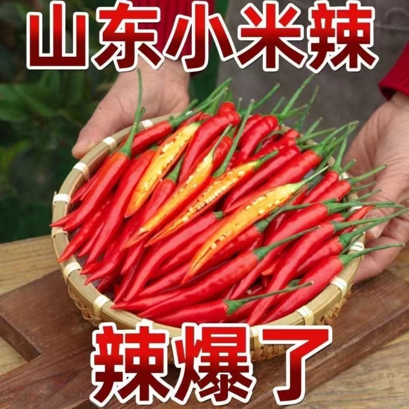 精品小米红尖椒今日特价质量好品质有保障适合电超市场需要联