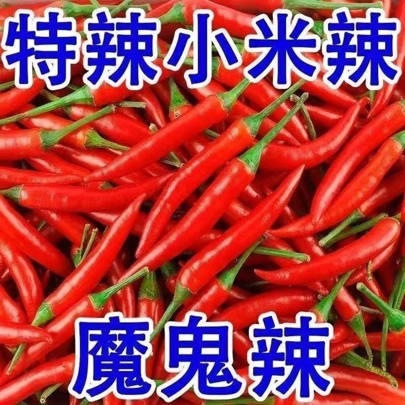 精品小米红尖椒今日特价质量好品质有保障适合电超市场需要联