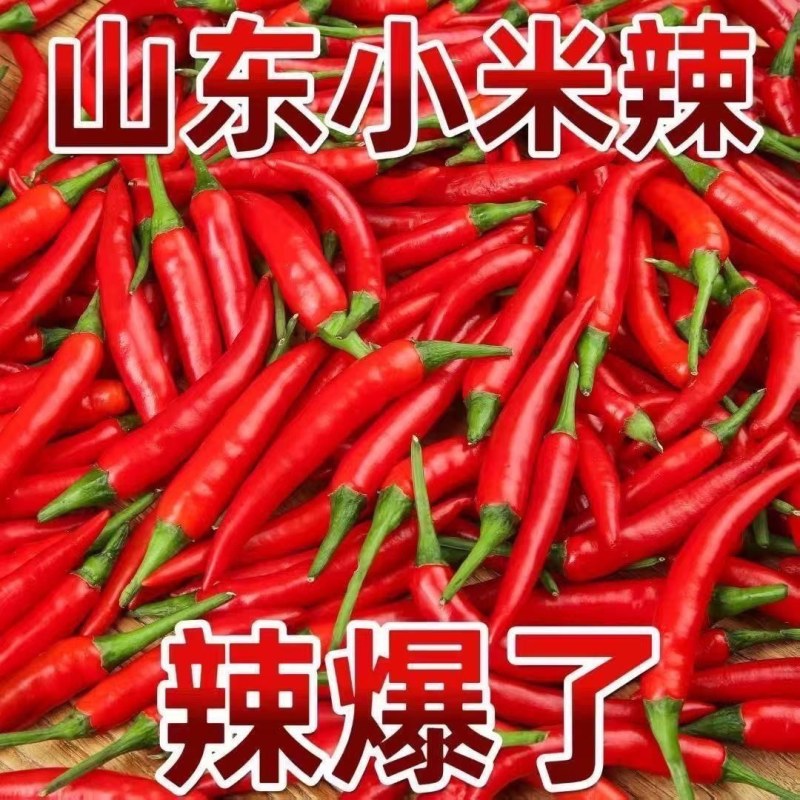精品小米红尖椒今日特价质量好品质有保障适合电超市场需要联
