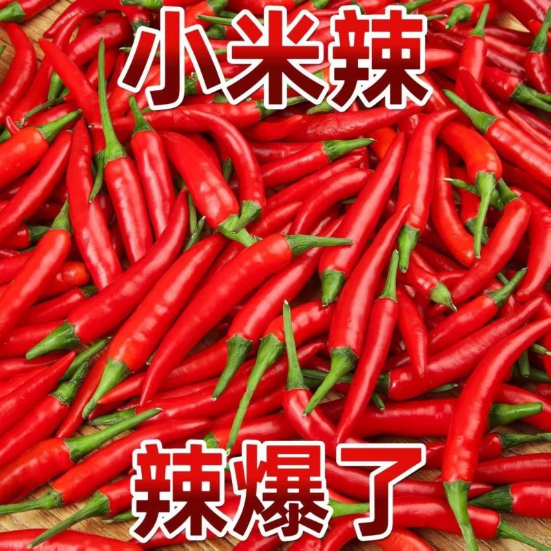 精品小米红尖椒今日特价质量好品质有保障适合电超市场需要联