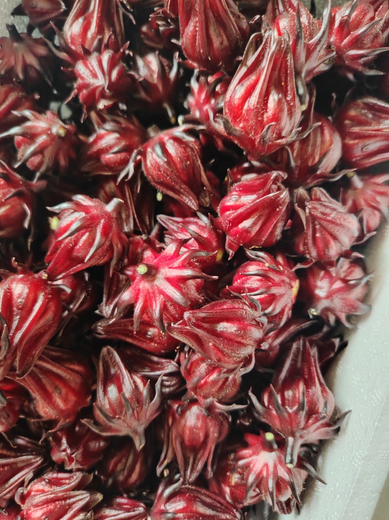 红桃K洛神花批发