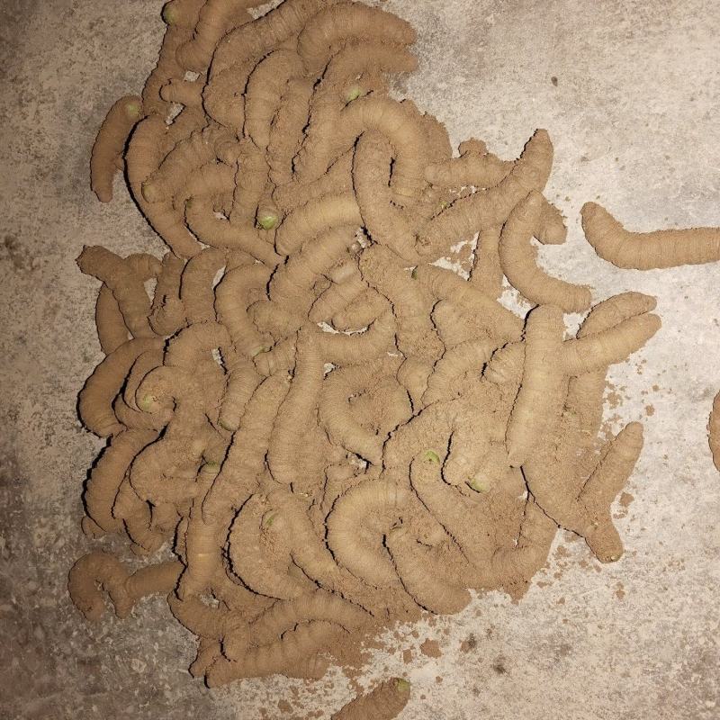 豆天蛾~豆虫