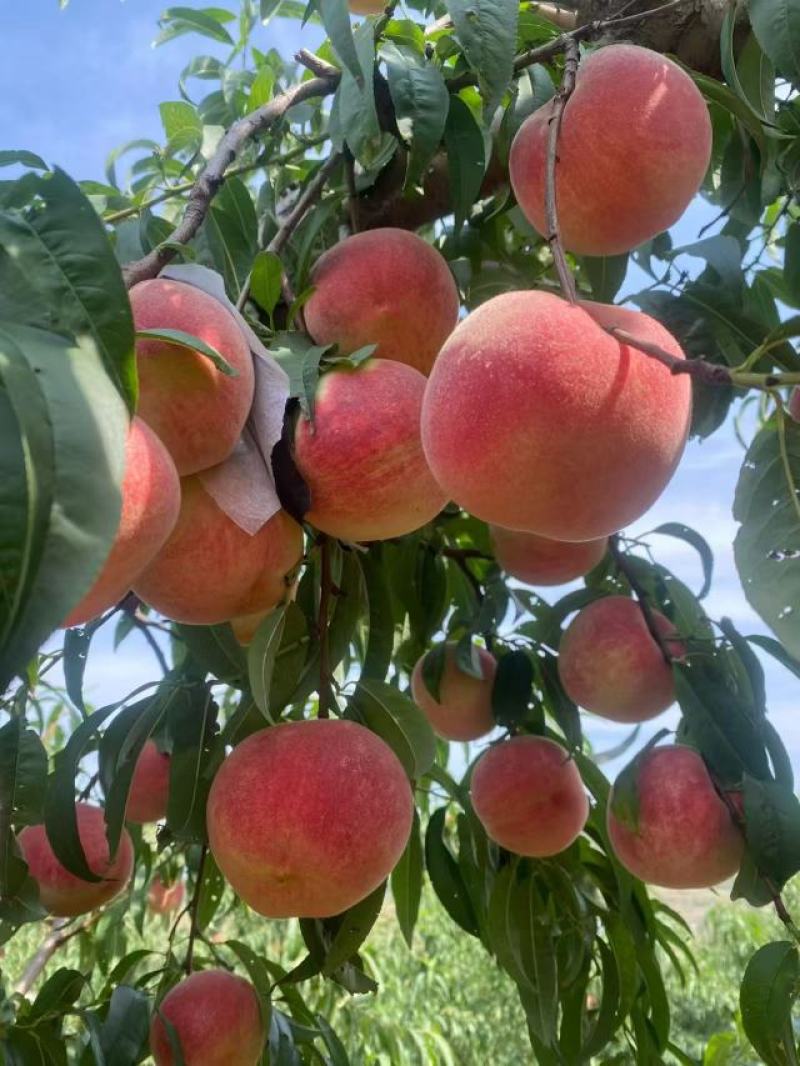 金秋红蜜、毛桃山东毛桃、冬桃大白桃迎霜基地大量现货供应。
