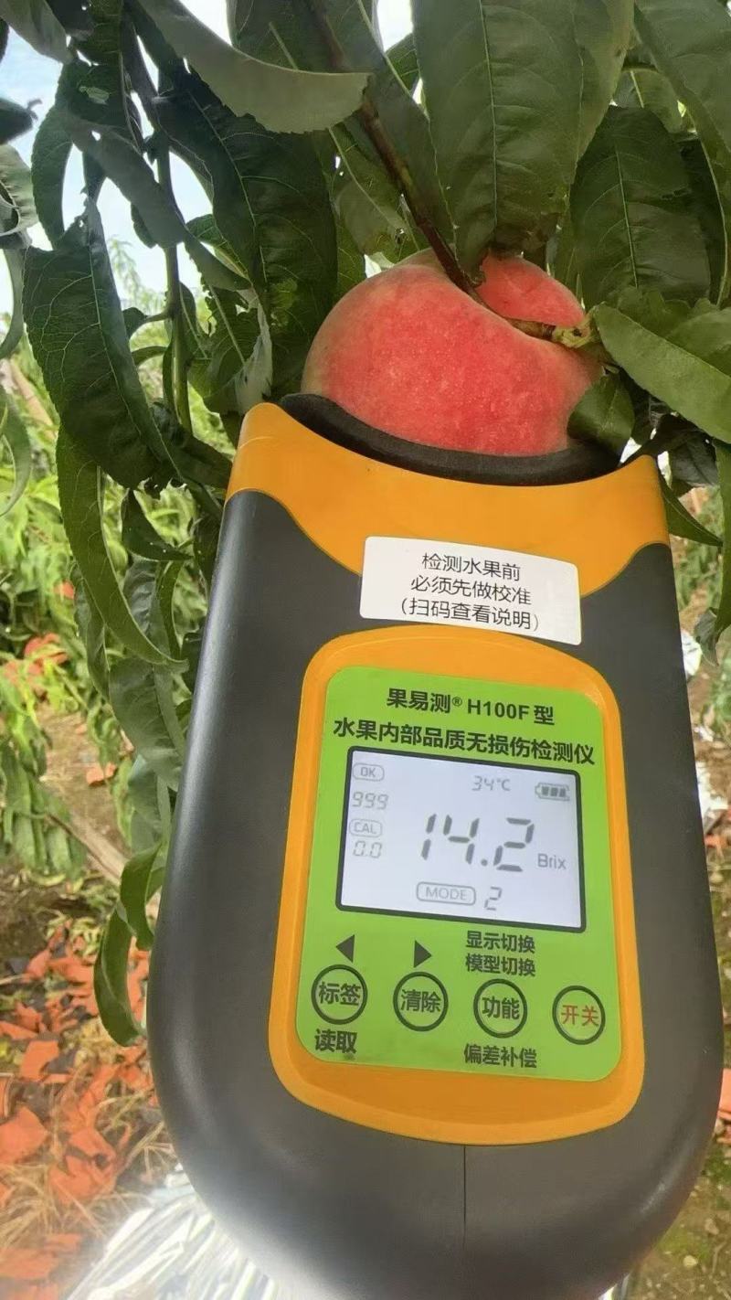 金秋红蜜、毛桃山东毛桃、冬桃大白桃迎霜基地大量现货供应。