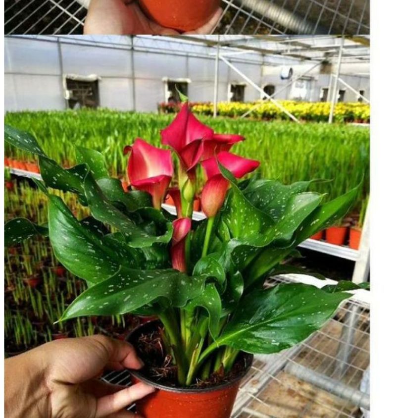 彩色马蹄莲种球荷兰大球带芽室内盆栽球根花卉四季种易活种子