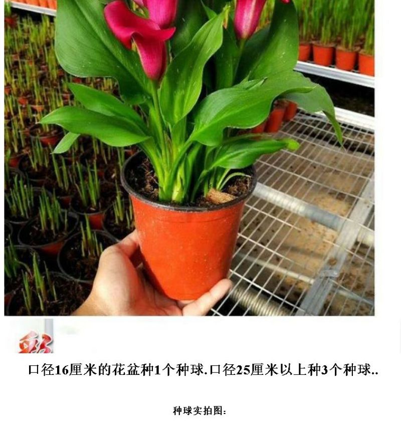 彩色马蹄莲种球荷兰大球带芽室内盆栽球根花卉四季种易活种子