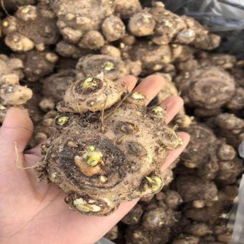 彩色马蹄莲种球荷兰大球带芽室内盆栽球根花卉四季种易活种子