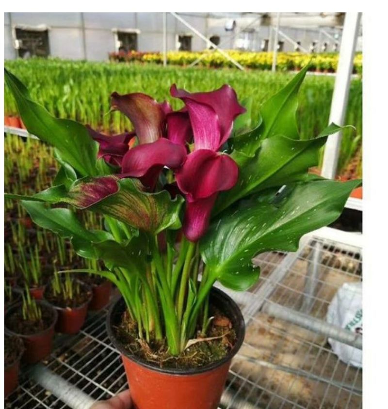 彩色马蹄莲种球荷兰大球带芽室内盆栽球根花卉四季种易活种子