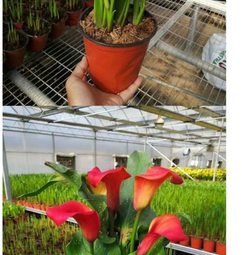 彩色马蹄莲种球荷兰大球带芽室内盆栽球根花卉四季种易活种子