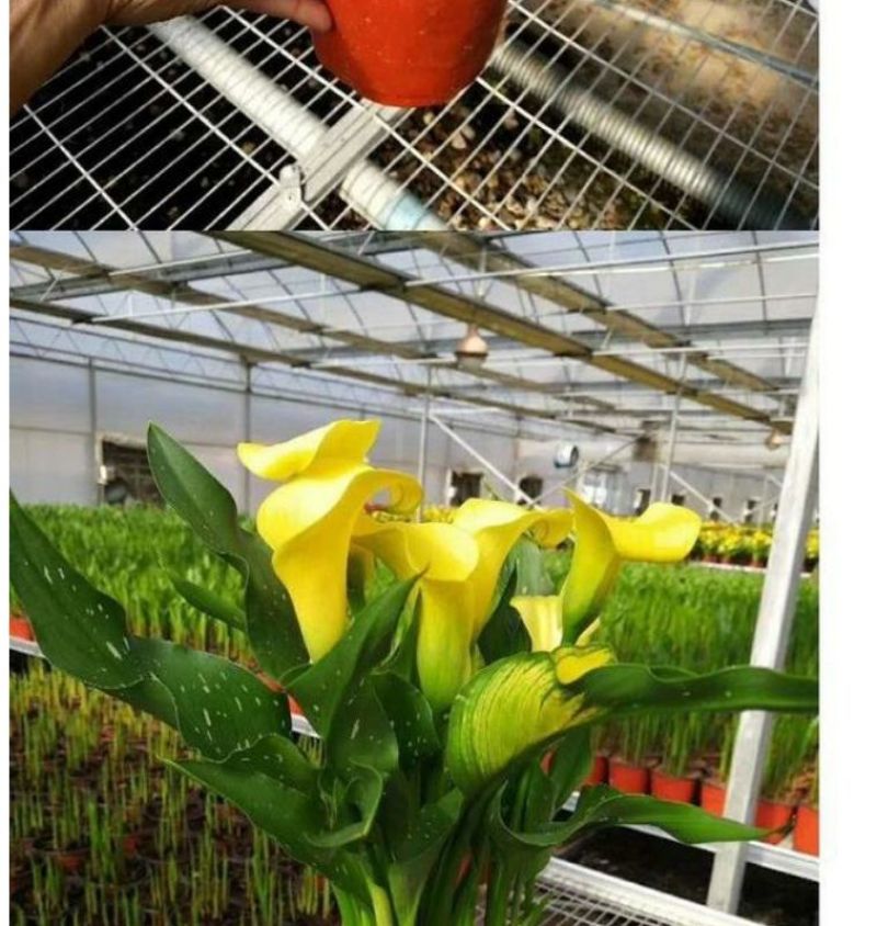 彩色马蹄莲种球荷兰大球带芽室内盆栽球根花卉四季种易活种子