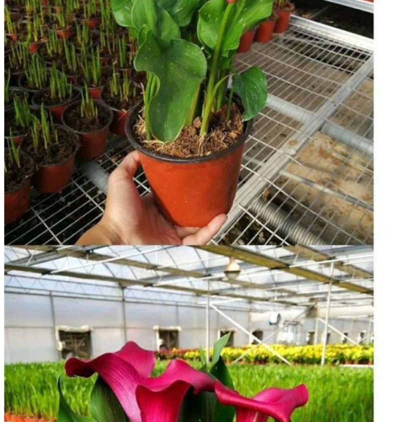 彩色马蹄莲种球荷兰大球带芽室内盆栽球根花卉四季种易活种子