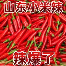 精品小米红尖椒杭椒皱皮椒品质有保障电商超市各市场欢迎联系