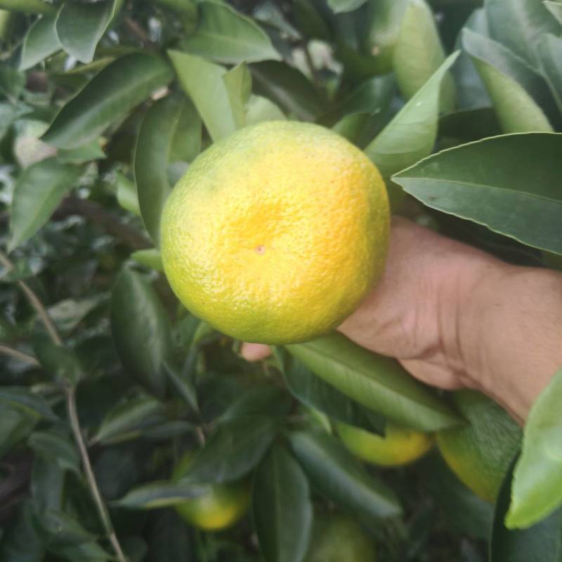 蜜桔