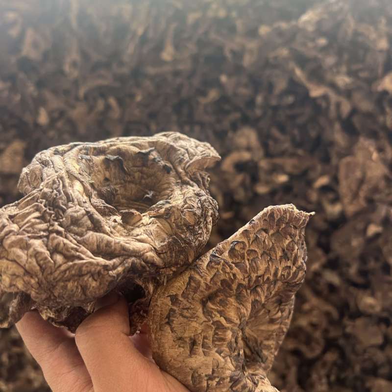 西藏野生虎掌菌干片今年的新货刚出炉有需要的老板联系