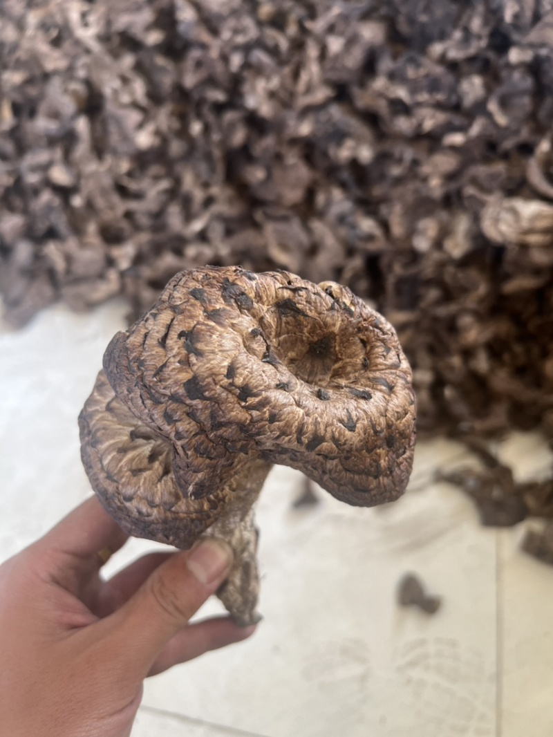 西藏野生虎掌菌干片今年的新货刚出炉有需要的老板联系