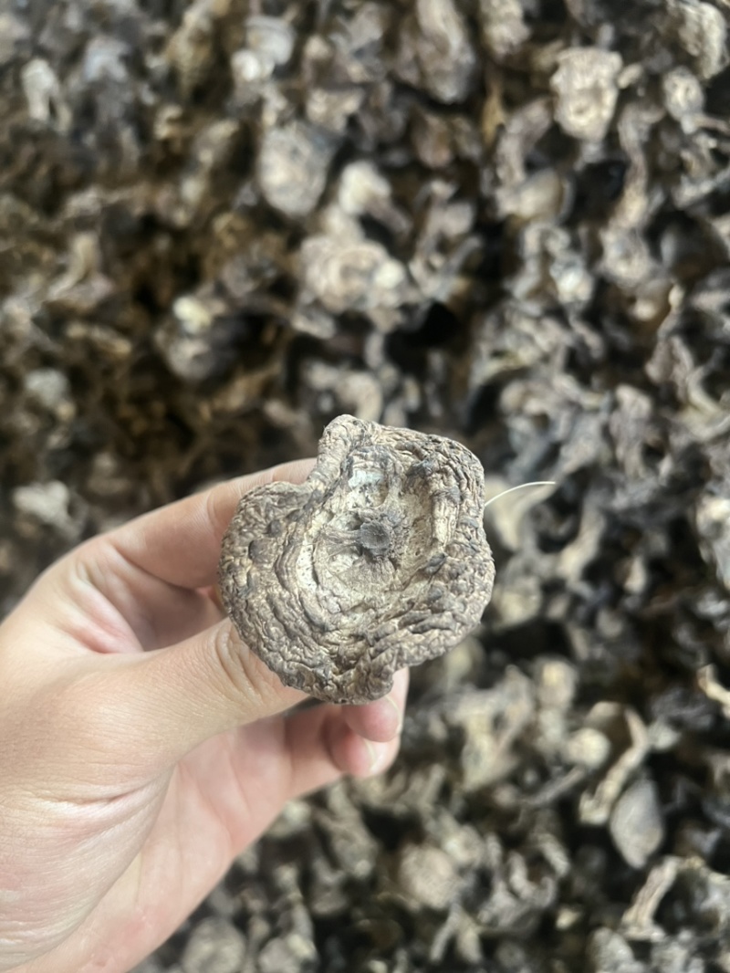 西藏野生虎掌菌干片今年的新货刚出炉有需要的老板联系