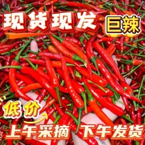 精品小米红尖椒品质有保障电商超市各大市场欢迎联系