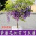 紫藤苗紫藤树苗盆栽紫藤花苗攀援花卉紫藤盆栽爬藤植物