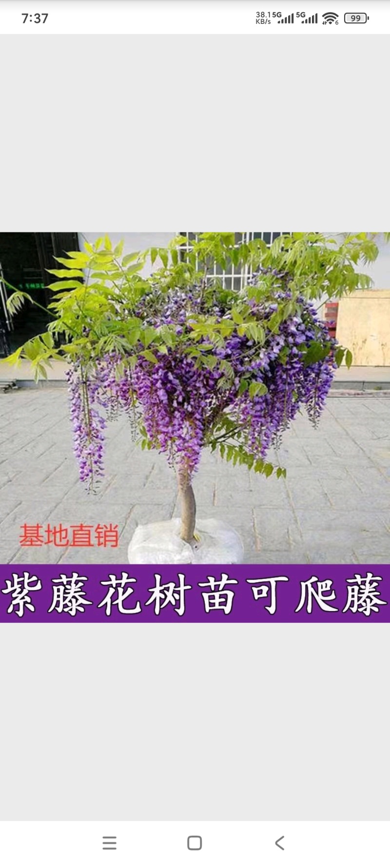 紫藤苗紫藤树苗盆栽紫藤花苗攀援花卉紫藤盆栽爬藤植物