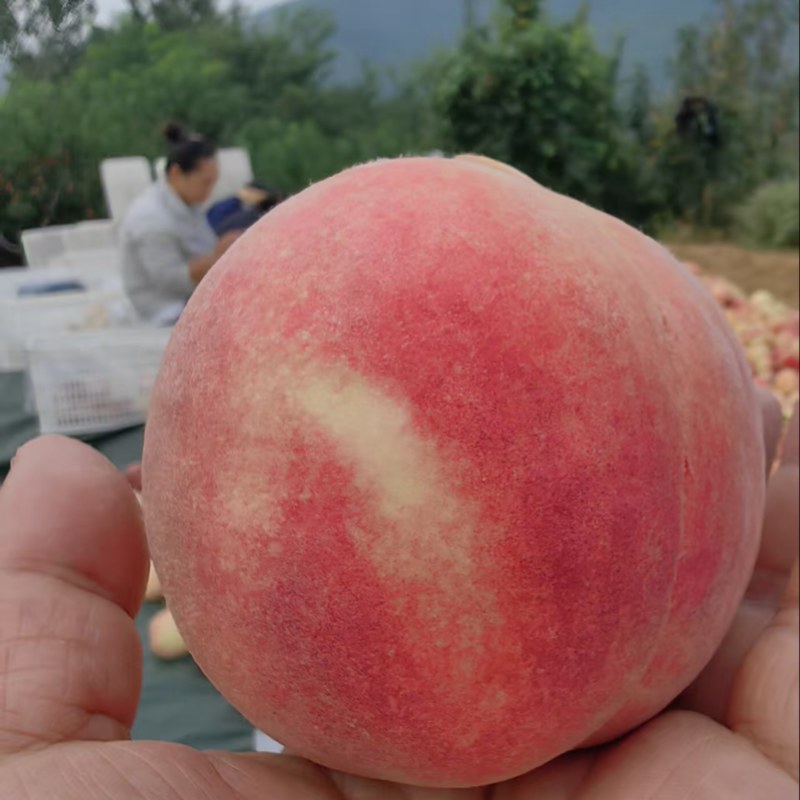 临朐沂山地果金秋红蜜4两起步精品果