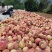 临朐沂山地果金秋红蜜4两起步精品果