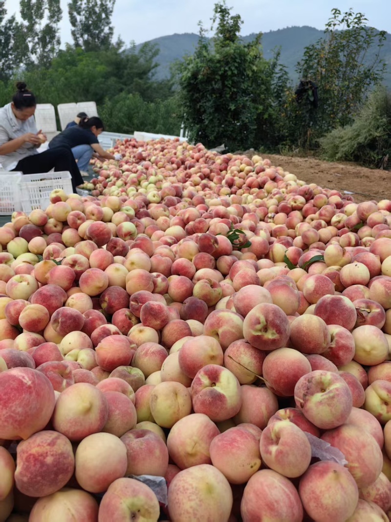 临朐沂山地果金秋红蜜4两起步精品果