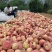 临朐沂山地果金秋红蜜4两起步精品果