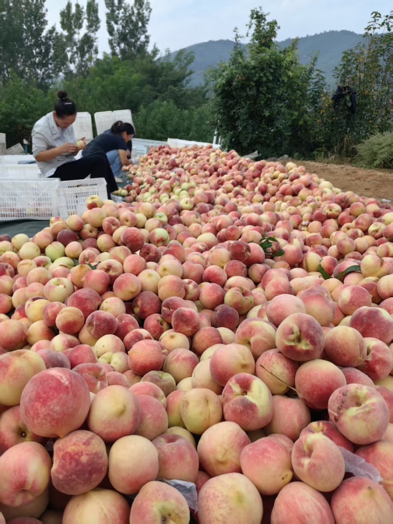 临朐沂山地果金秋红蜜4两起步精品果