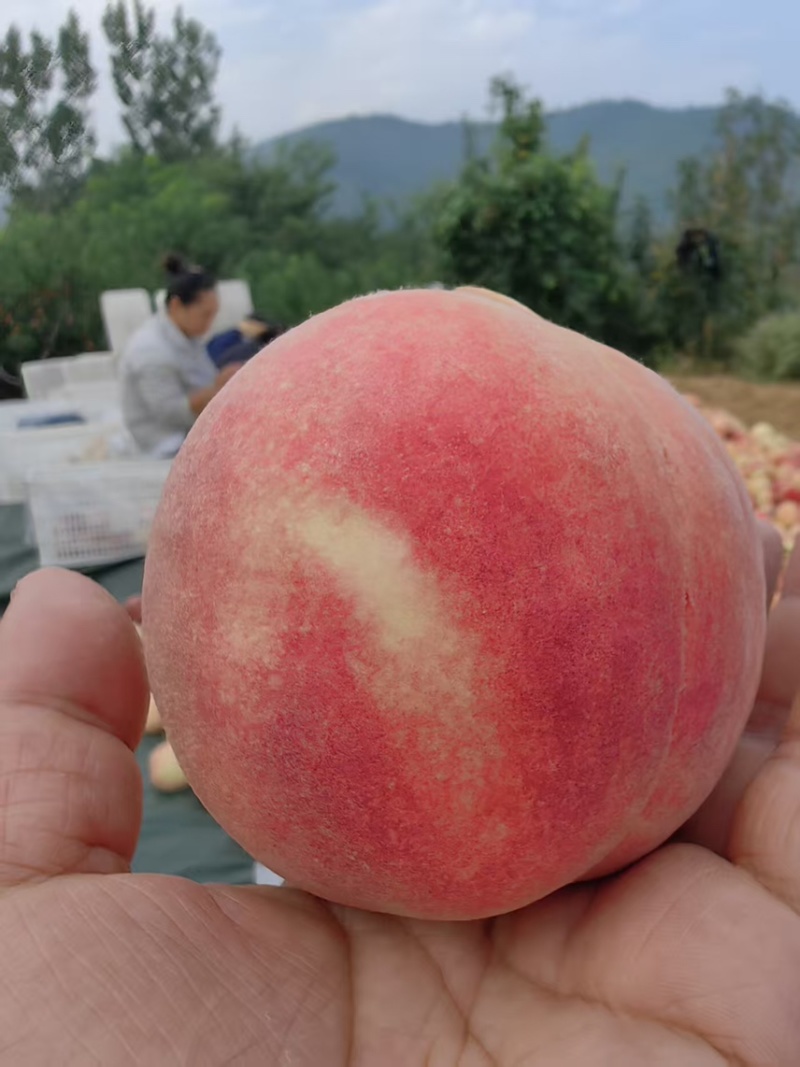 临朐沂山地果金秋红蜜4两起步精品果